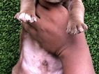 American Bully Male Puppy