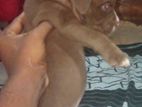 American Bully Male Puppy