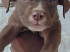 American Bully Male Puppy