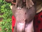 American Bully Male Puppy