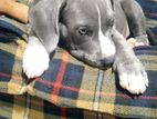 American Bully Male Puppy