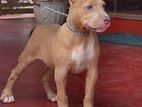 American Bully Male Puppy