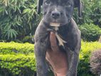 American Bully Male Puppy