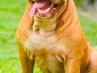 American Bully Male XL for Crossing