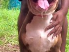 American bully male XL for crossing(stud)