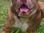 American Bully Male XL