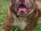 American Bully Male XL
