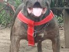 American Bully Male Dog