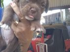 American Bully Mix Puppy