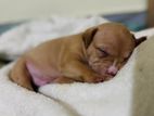 American Bully Mix