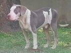 American Bully Xl