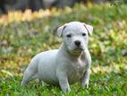 American Bully Puppies