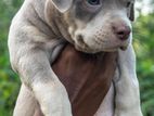 American Bully Puppy