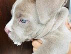 American Bully Puppy