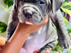 American Bully Puppy