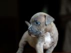 American Bully (pit Bull) Puppies