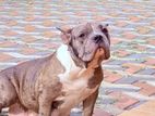 American bully pocket dog size