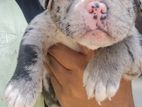 American Bully Pocket