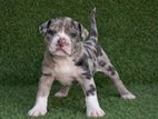 American Bully Pocket