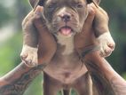 American Bully Pocket