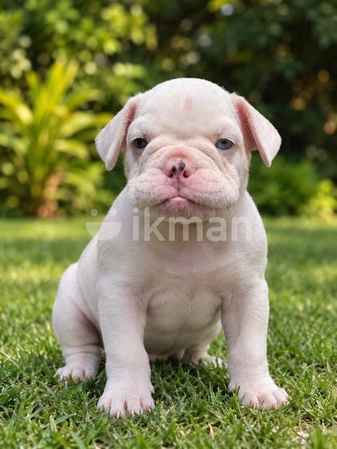 American Bully Pocket Puppies for Sale in Dehiwala | ikman