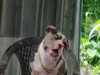 American Bully Pocket