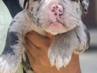 American Bully Pocket