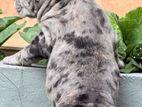 American Bully Pocket Puppies