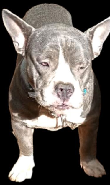 American Bully Pocket for Sale in Matara City | ikman
