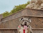 American Bully for Crossing