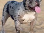 American Bully Pocket for Stud