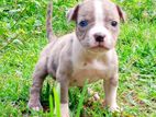 American Bully Pocket Puppy