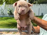 American Bully Puppies
