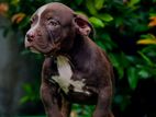American Bully Puppies