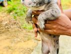 American Bully