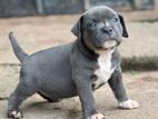 American Bully Puppies