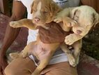American Bully Puppies