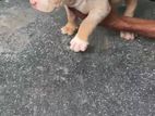 american bully puppies