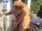 American Bully Puppies