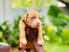 American Bully Puppies