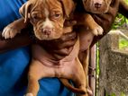 American Bully Puppies