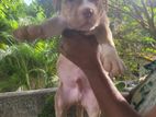 American Bully Puppies