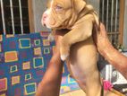 American Bully Puppies