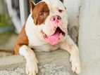 American Bully Puppies
