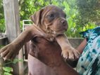 American Bully Puppies
