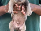 American Bully Puppies
