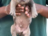 American Bully Puppies