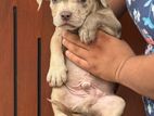 American Bully Puppies
