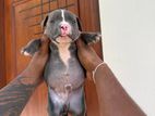 American Bully Puppies