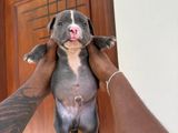 American Bully Puppies